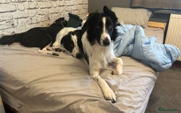Border Collie dogs for sale: Cooper and Juno - Image 3