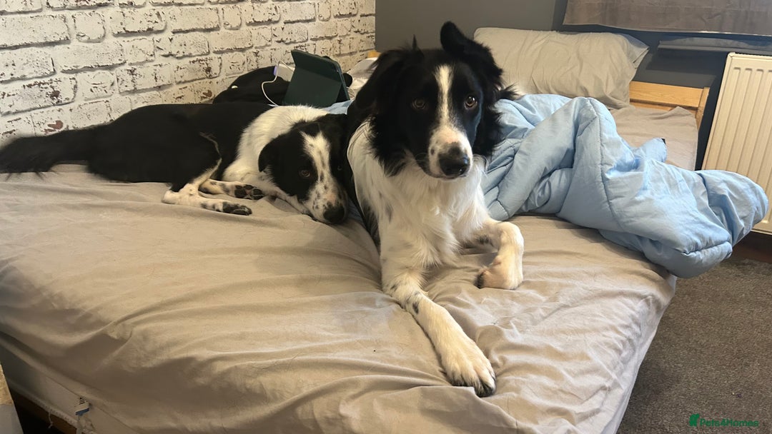 Border Collie dogs for sale: Cooper and Juno - Image 3