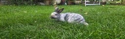Rex rabbits for sale: 3 Mini rex 13 weeks old - Advert 8