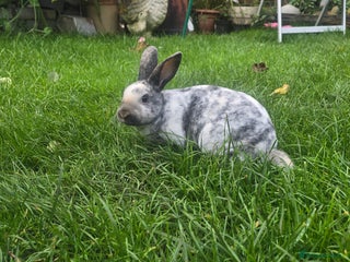 Rex rabbits Last one Mini rex 18 weeks old - Advert 15