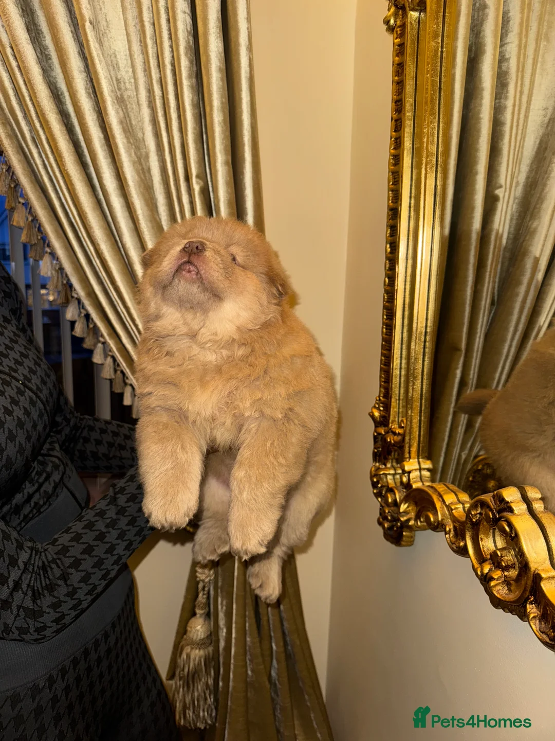 Chow Chow dogs for sale: 3 beautys left ⭐️  - Advert 36