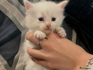 Maine Coon cats Stunning Maine coon kittens 2 left - Advert 3