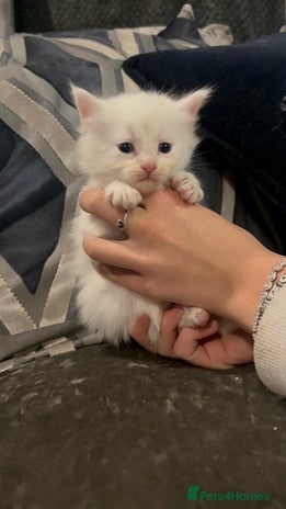 Maine Coon cats Stunning Maine coon kittens 2 left - Advert 1