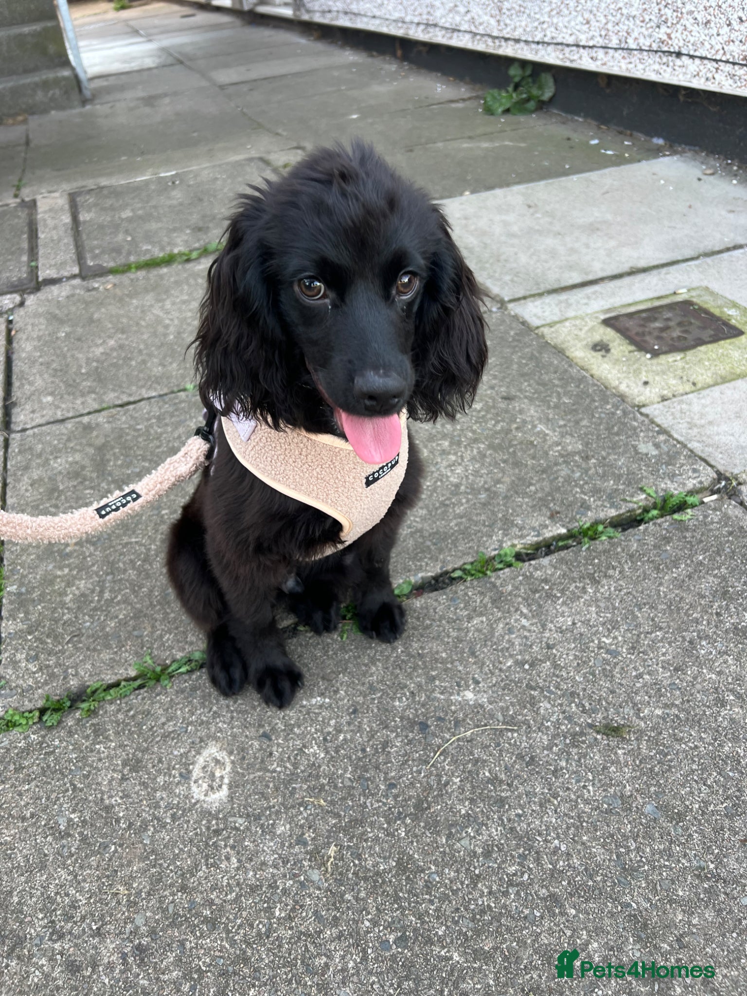 Cocker Spaniel dogs Cosmic (Cocker Spaniel 11 Months Old) - Advert 1