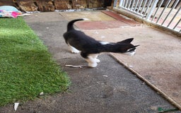 Siberian Husky dogs for sale: Siberian husky puppies (ready forever loving home) - Image 18