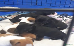 Mixed Breed dogs for sale: Jackawawa for sale  - Image 5