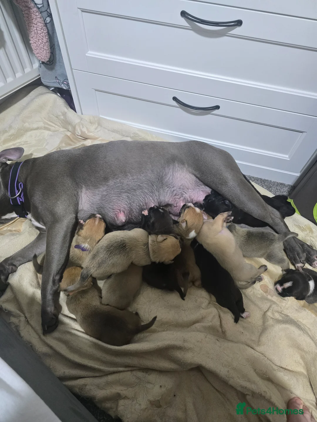 Mixed Breed dogs for sale: 2x7 week old staffy x shitzhu - Advert 1