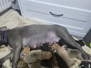 Mixed Breed dogs 2x7 week old staffy x shitzhu - Advert 1