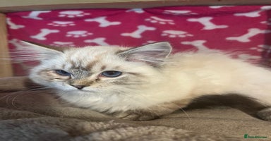 Ragdoll cats - Advert 15