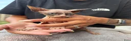 Sphynx cats for sale: Price reduced Tica registered Sphynx kitten - Advert 9