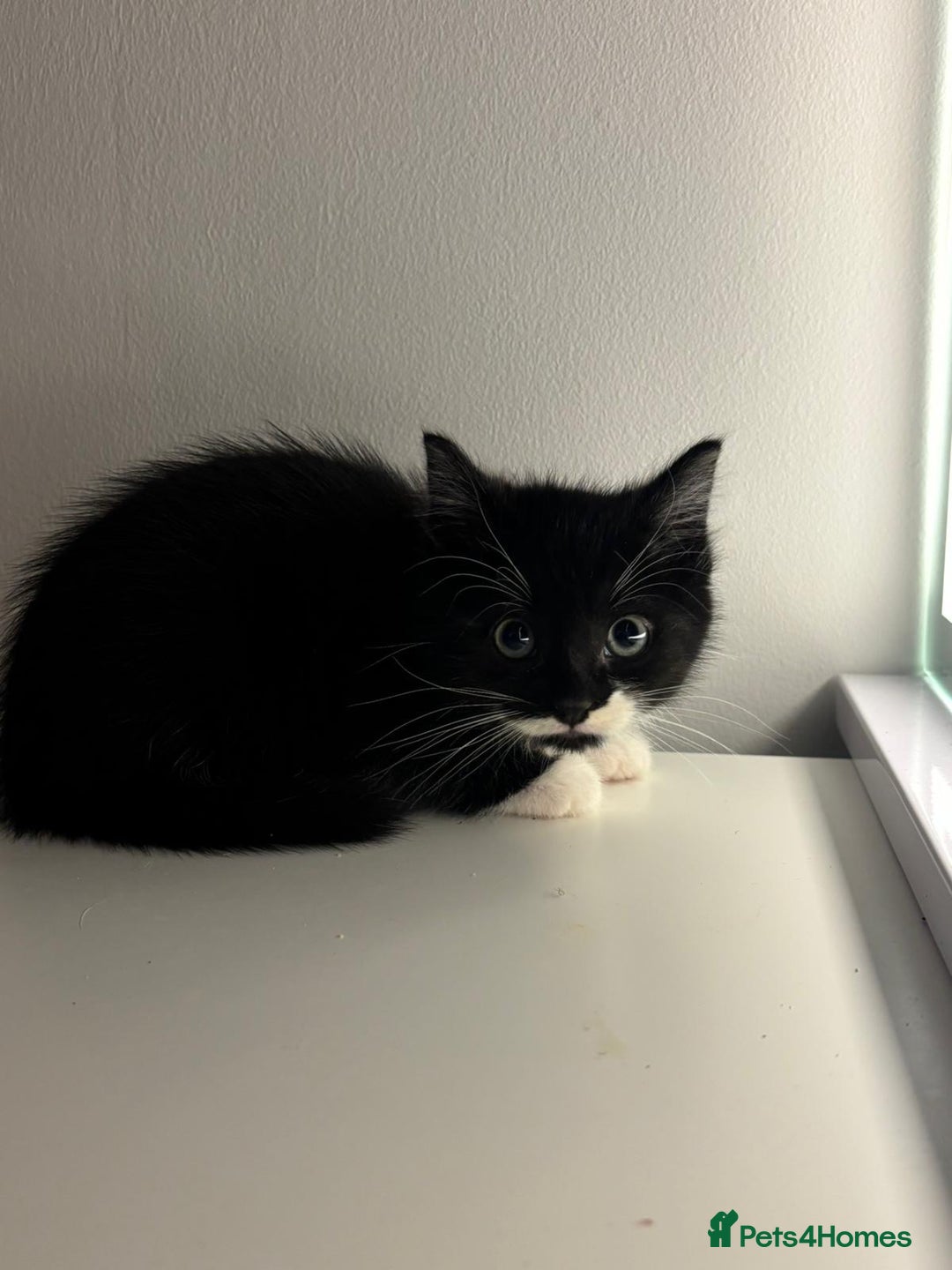 Mixed Breed cats for sale: Kittens for sale - Advert 14