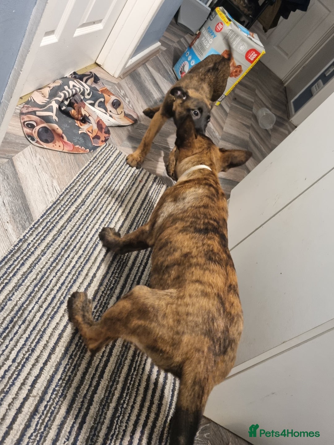 Belgian Shepherd Dog dogs for sale: READY TO GO Mother is Dutch Herder x Malinois  - Advert 15