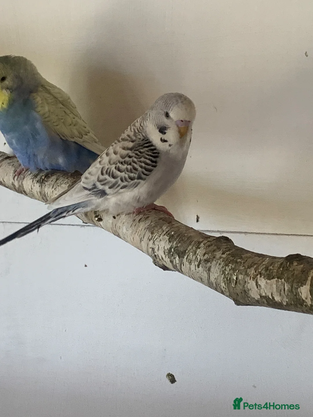Budgerigars birds for sale: Baby Texas clear body  - Advert 2