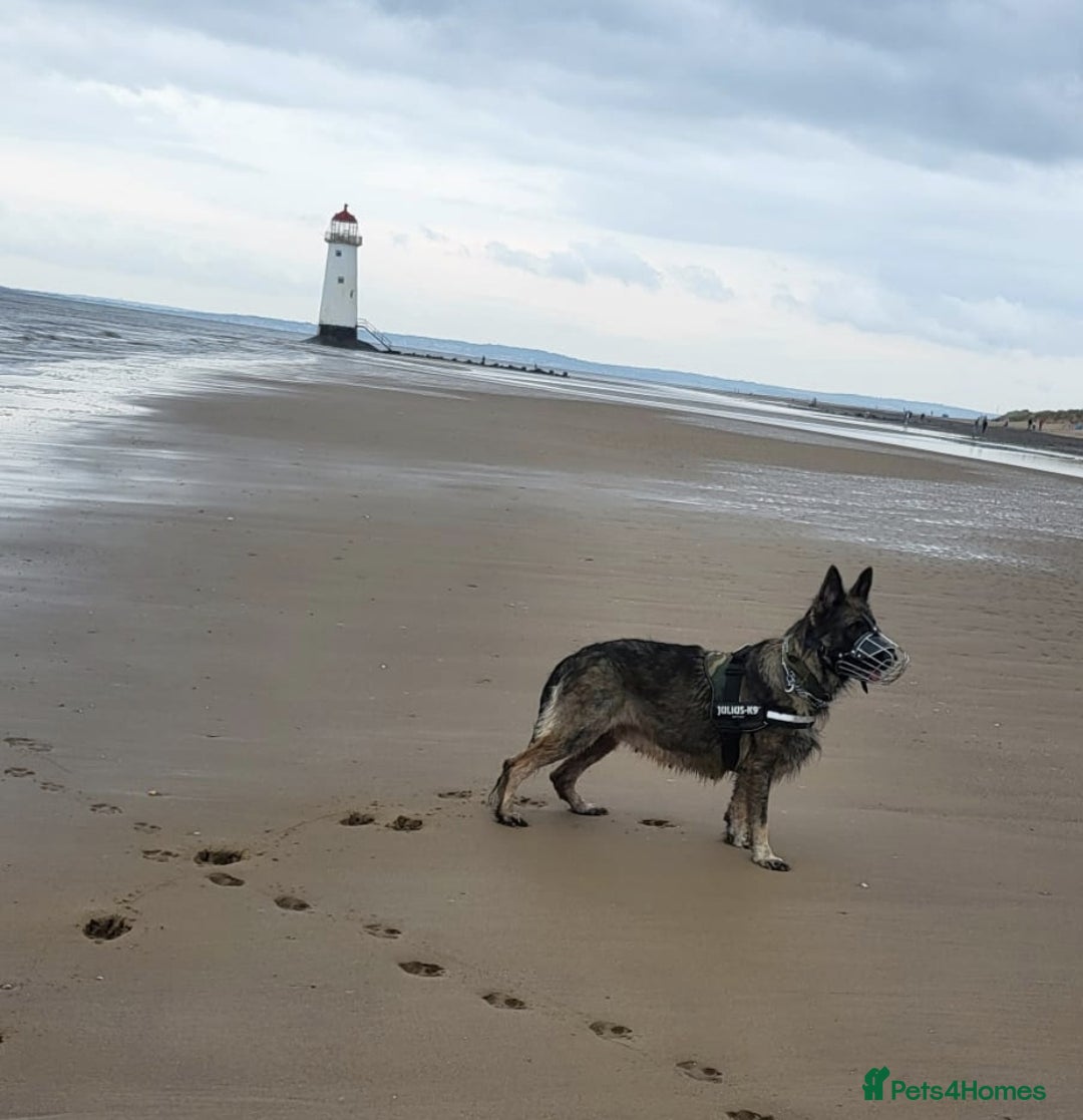 German Shepherd dogs for sale: 3 girls, long coat, STRAIGHT BACK silver sable GSD - Advert 11