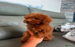 Toy Poodle dogs for sale: Beautiful mini Toy Poodle Puppies - Image 7