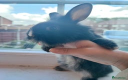 Dwarf Lop rabbits for sale: A cute little rabbit - Image 3