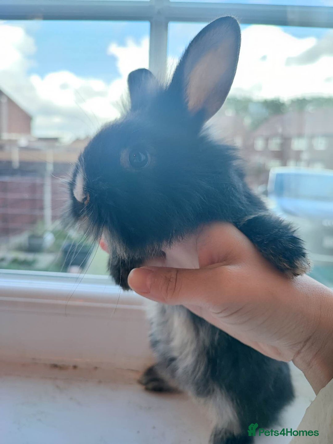 Dwarf Lop rabbits for sale: A cute little rabbit - Image 3