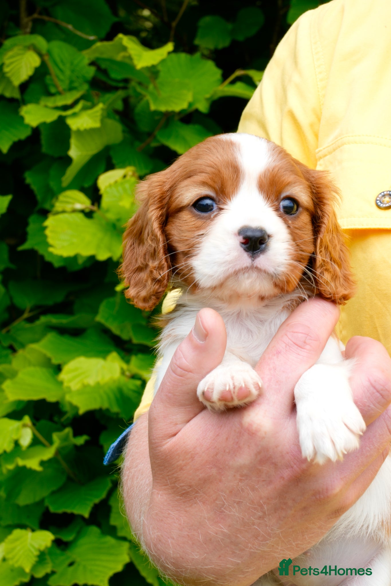 Cavalier King Charles Spaniel dogs for sale: Cavalier King Charles Puppies - Advert 9