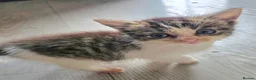 Mixed Breed cats for sale: Beautiful kittens for sale  - Advert 3