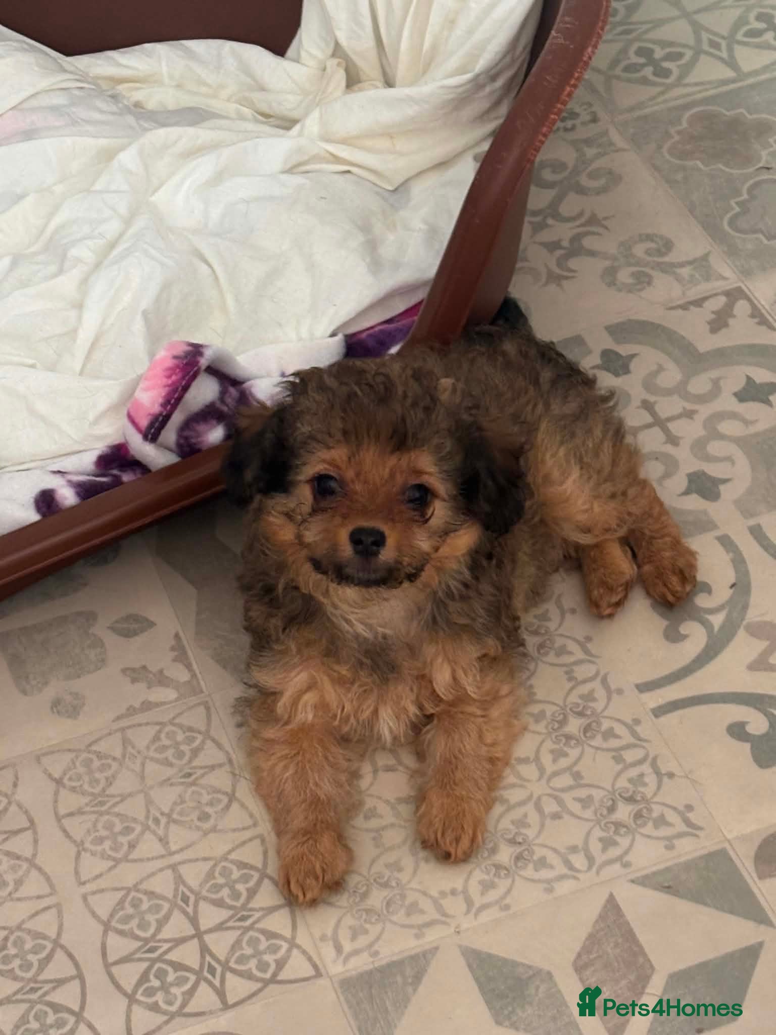 Chipoo dogs Adorable F1 Chipoo Girls Ready Now.  - Advert 16
