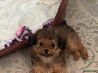 Chipoo dogs Adorable F1 Chipoo Girls Ready Now. - Advert 16
