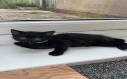 Mixed Breed cats for sale: Black kittens - Image 6