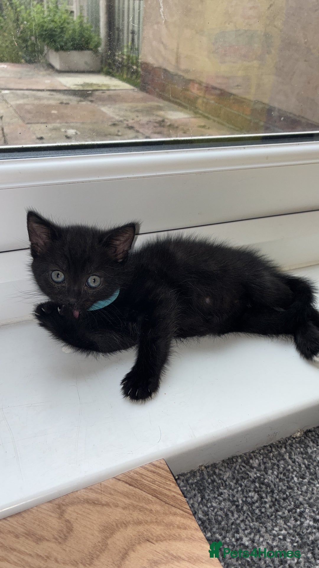 Mixed Breed cats for sale: Black kittens - Image 6