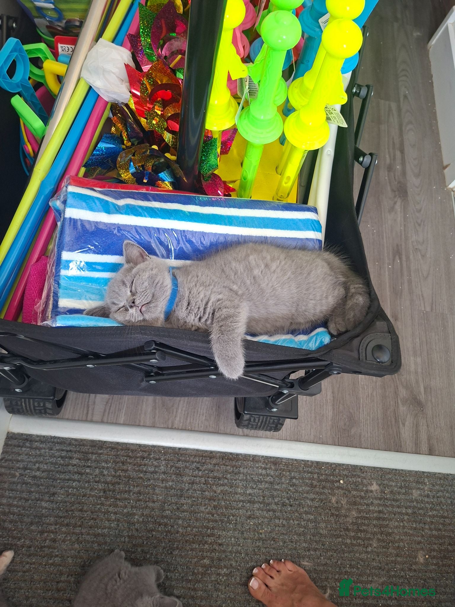 British Shorthair cats  Ready to leave 100% Pedigree - Advert 2