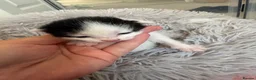 Mixed Breed cats for sale: Beautiful babies  - Advert 7