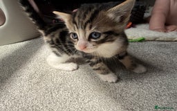 RagaMuffin cats for sale: Ragamuffin kittens  - Image 9