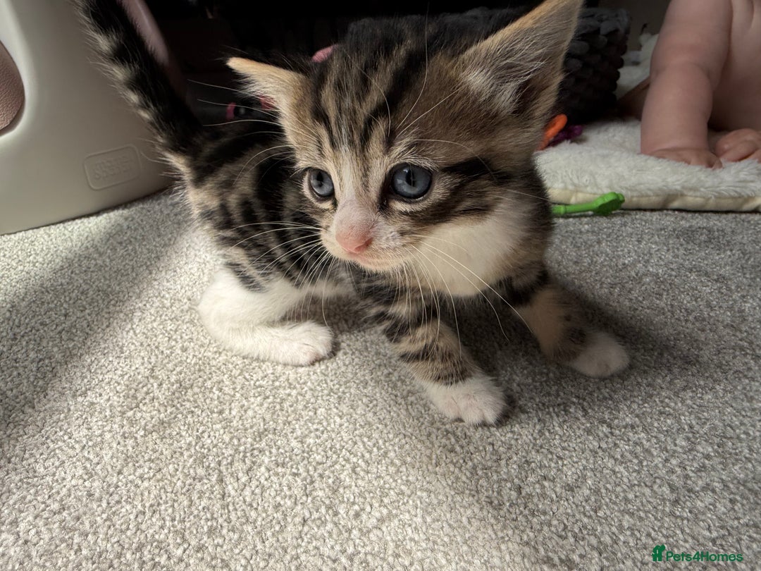 RagaMuffin cats for sale: Ragamuffin kittens  - Image 9