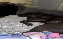 Cane Corso dogs for sale: Dior 11 month old Cane Corso  - Image 4
