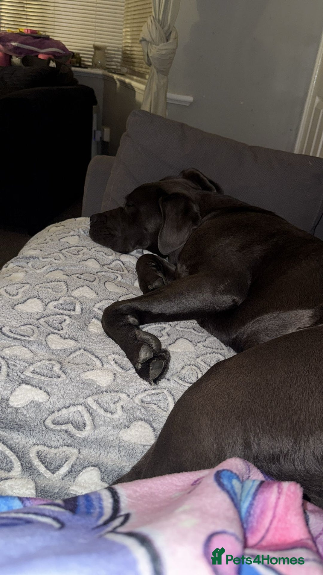 Cane Corso dogs for sale: Dior 11 month old Cane Corso  - Image 4