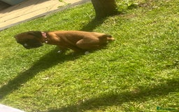 Boxer dogs for sale: Stunning Kc Boxer Puppies - Image 33