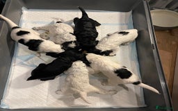 Cocker Spaniel dogs for sale: working cocker spaniel puppies for sale - Image 5