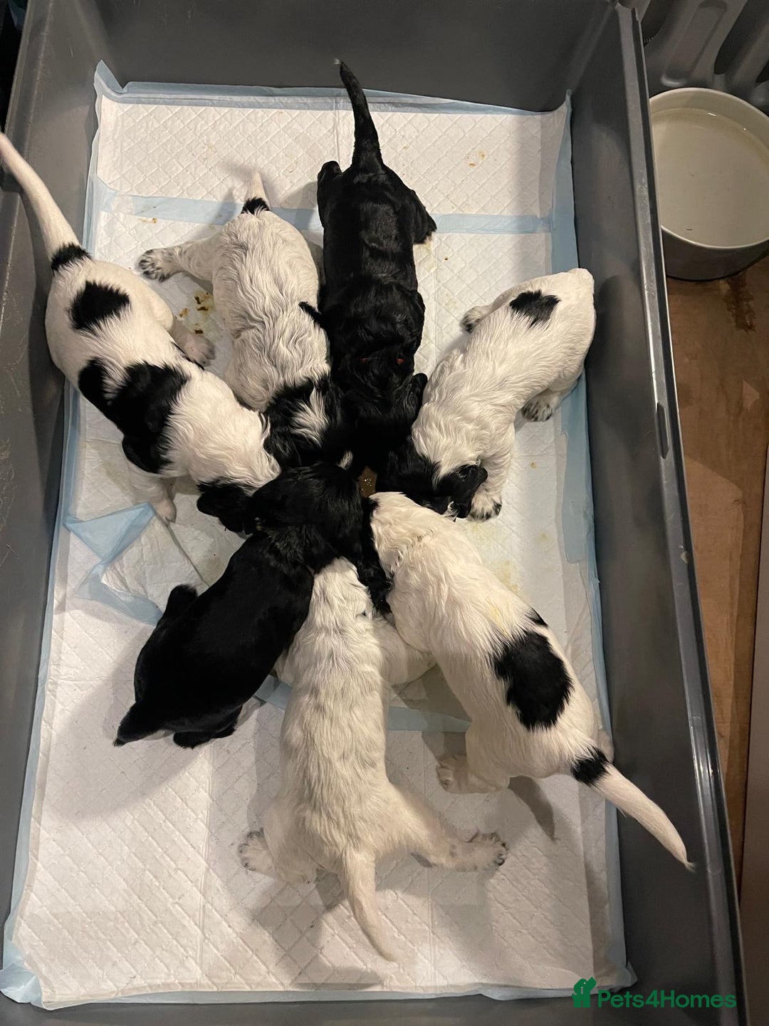 Cocker Spaniel dogs for sale: working cocker spaniel puppies for sale - Image 5