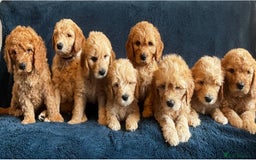 Mixed Breed dogs for sale: Mini Golden Doodle’s - Image 11