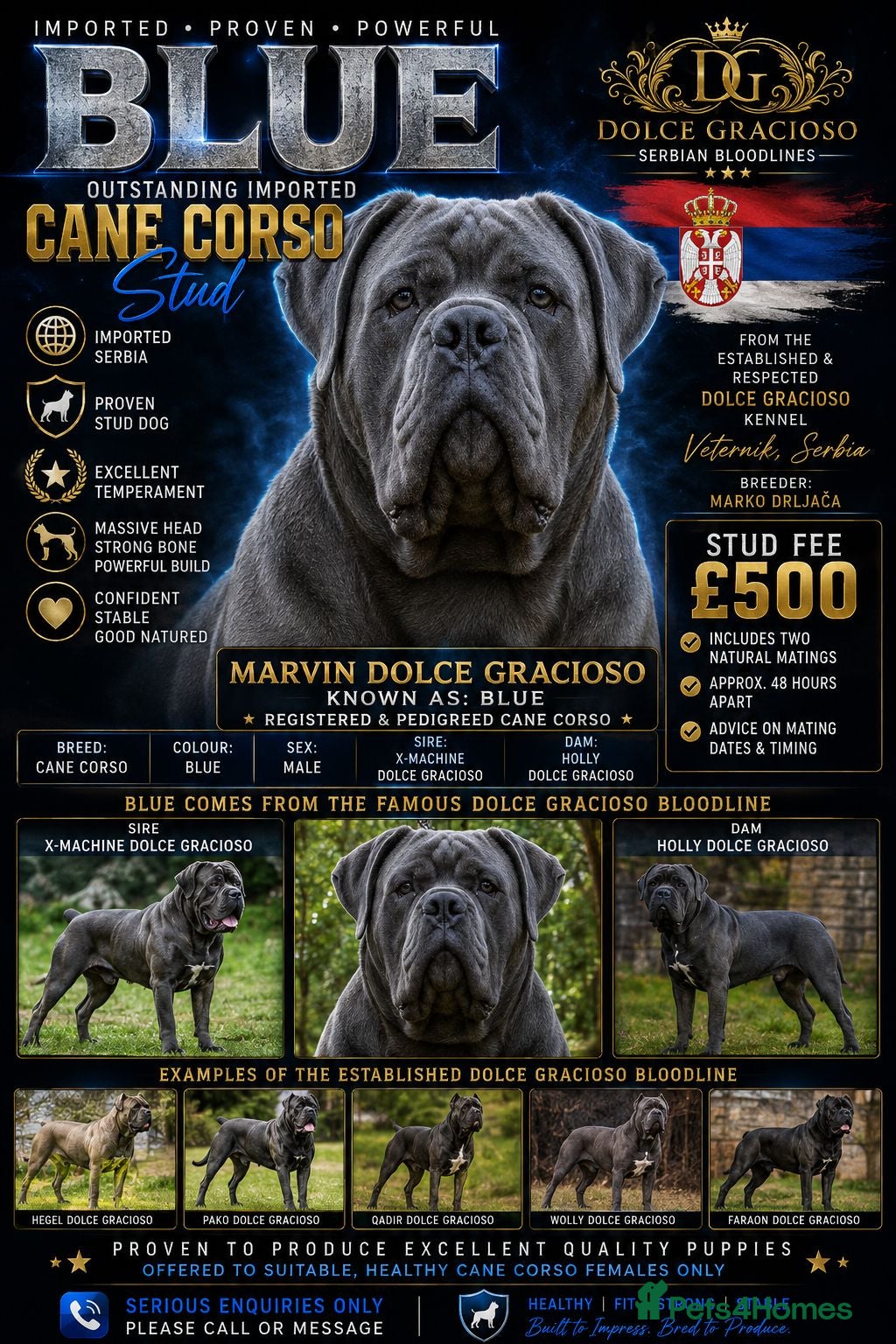Cane Corso dogs BLUE AVAILABLE FOR STUD  - Advert 2