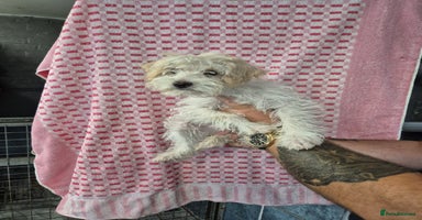 Mixed Breed dogs - Advert 8