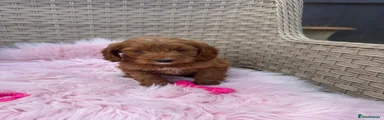 Cockapoo 3