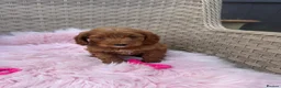 Cockapoo dogs for sale: Beautiful Cockapoo Puppies Available! 🐾 in Stoke-on-Trent - Advert 4