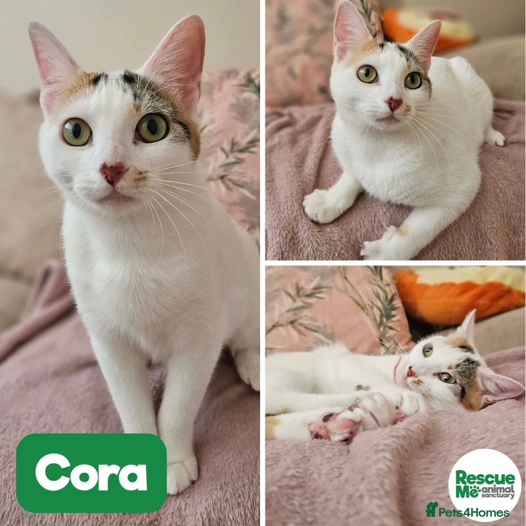 Mixed Breed cats Cora sweet young girl - Advert 12