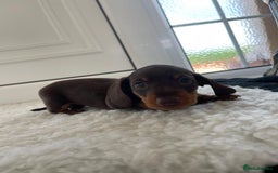 Miniature Dachshund dogs for sale: Miniature dachshund - Image 13
