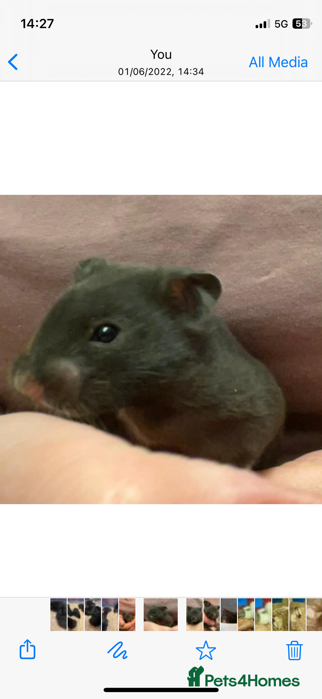 Hamster rodents for sale: Baby female Syrian hamsters from show stock  - Advert 17