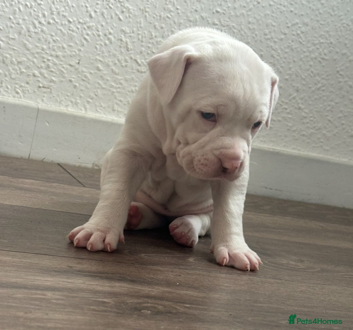 Mixed Breed dogs American bulldog x Alapaha blueblood bulldog  - Advert 1