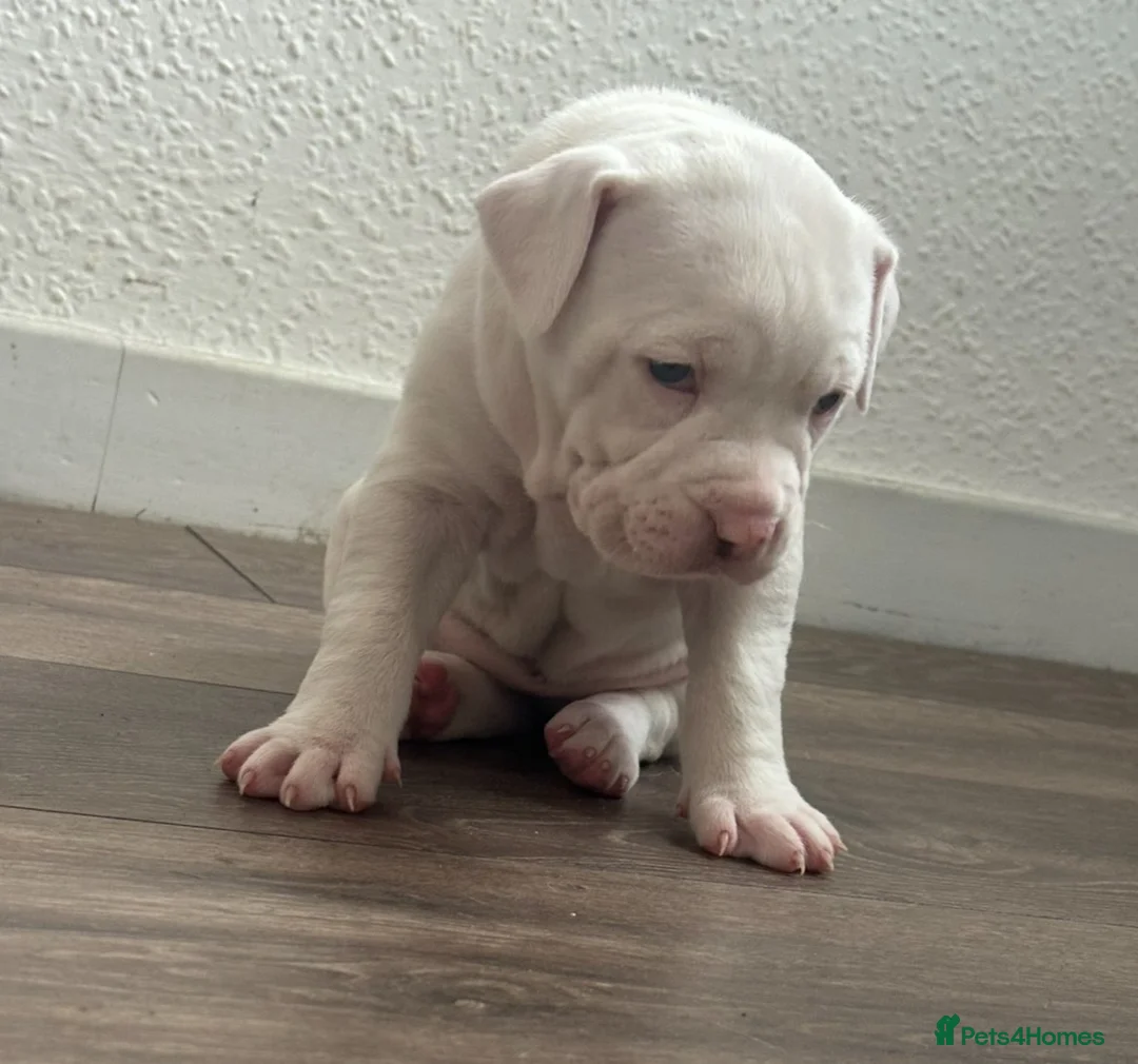 Mixed Breed dogs for sale: American bulldog x Alapaha blueblood bulldog  - Advert 1