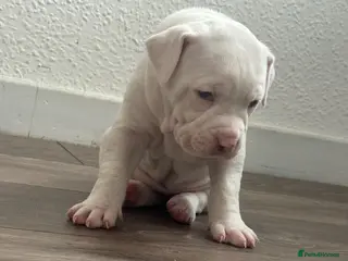 Mixed Breed dogs American bulldog x Alapaha blueblood bulldog - Advert 1