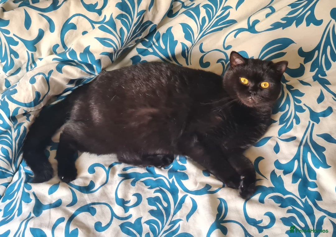 British Shorthair cats for sale: British shorthair black and blue kittens - Advert 2