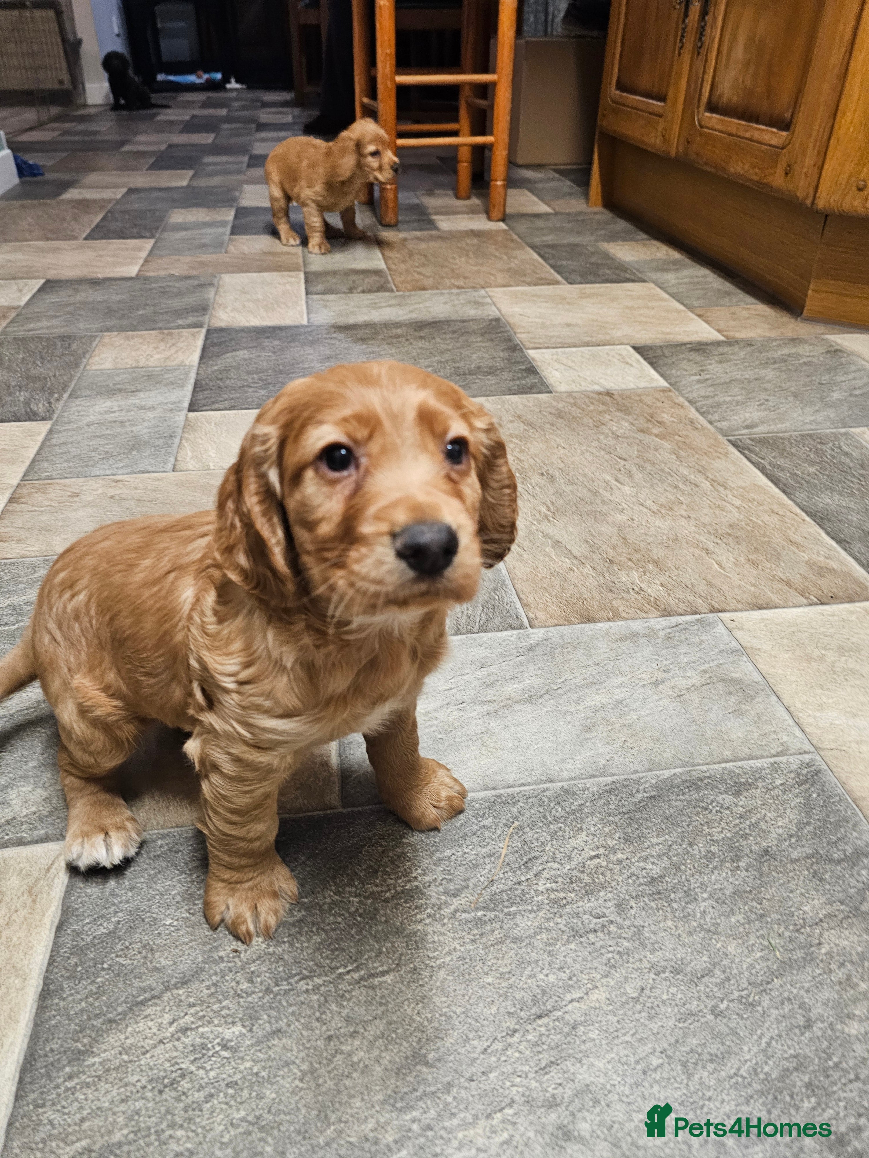 Cocker Spaniel dogs Golden cocker spaniel - Advert 1