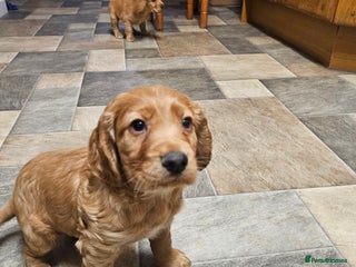 Cocker Spaniel dogs Golden cocker spaniel - Advert 1